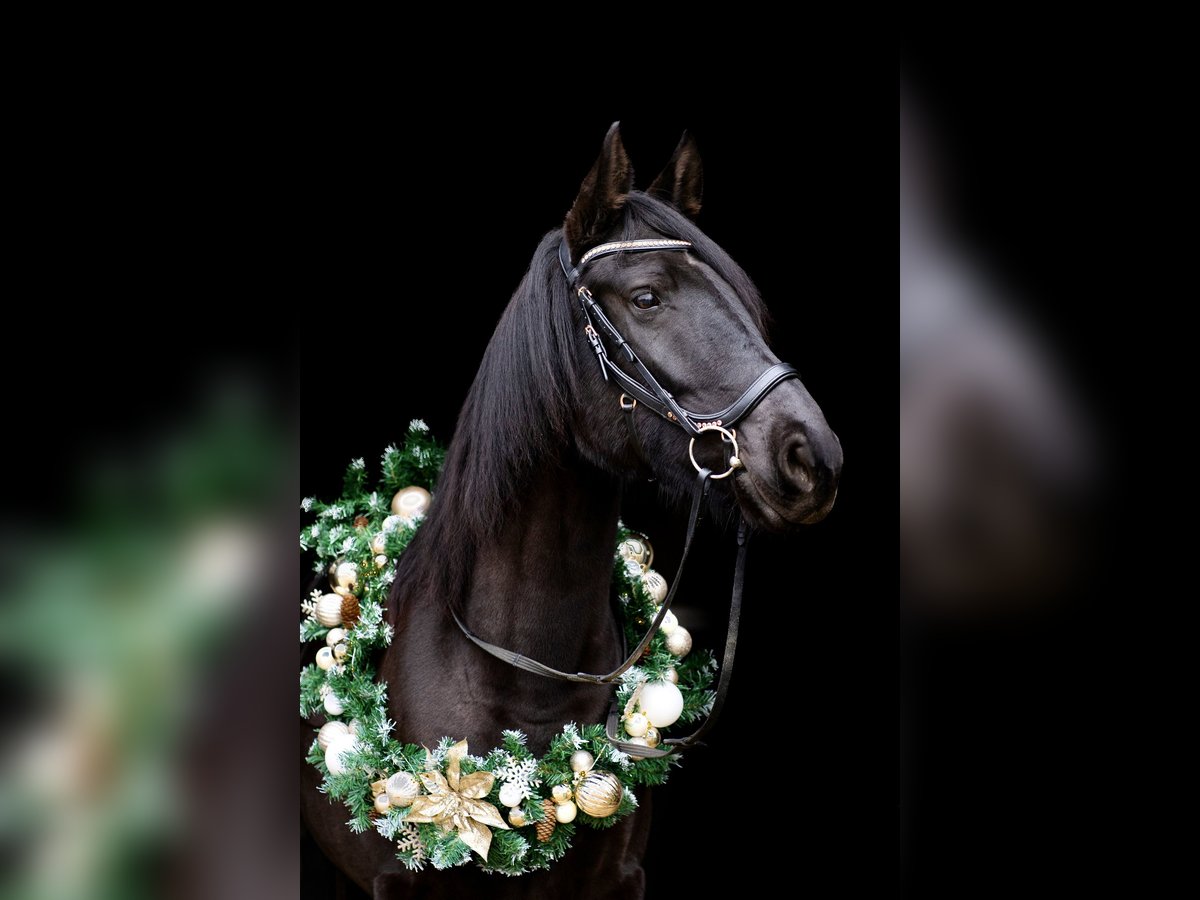 Other Breeds Mare 8 years 15,2 hh Black in Heinsberg