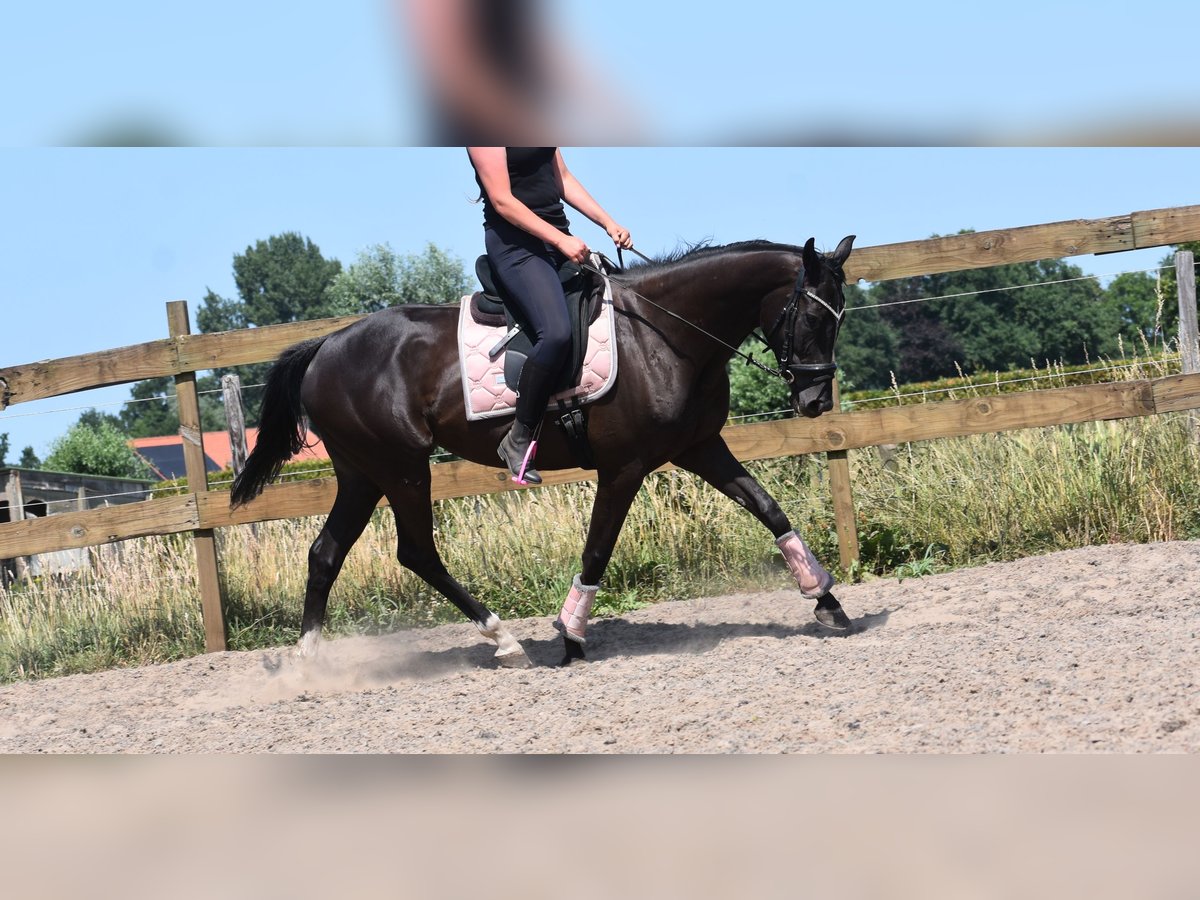 Other Breeds Mare 8 years 16 hh Black in Achtmaal
