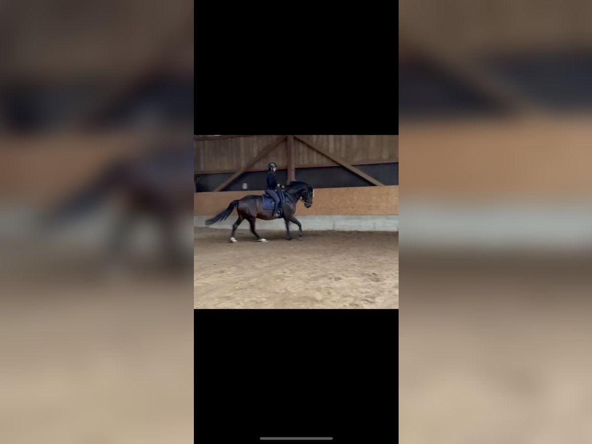 Other Breeds Mare 8 years 16 hh Brown in Freystadt Other Breeds Mare 8 years 16 hh Brown in Freystadt