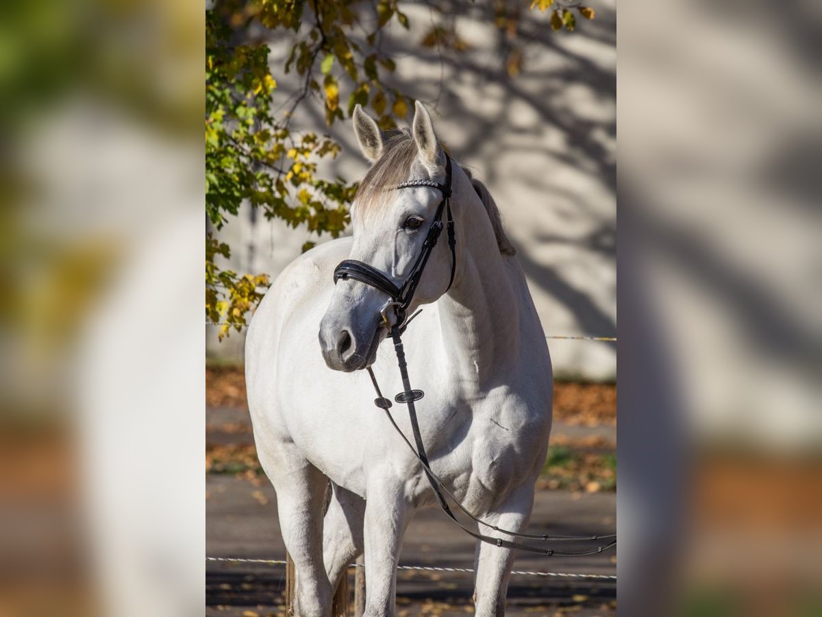 Other Breeds Mare 8 years 16 hh Gray in Schwäbisch Gmünd