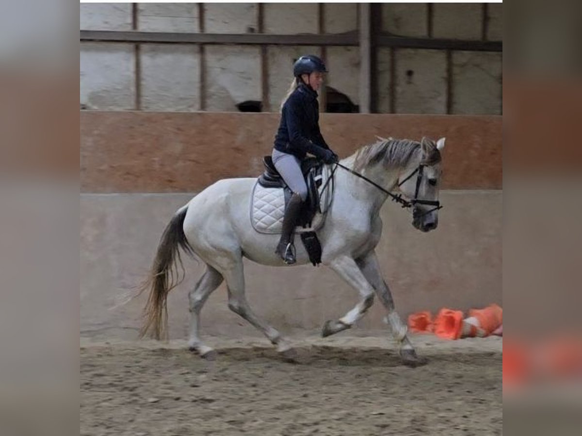 Other Breeds Mare 8 years 16 hh Gray in Schwäbisch Gmünd