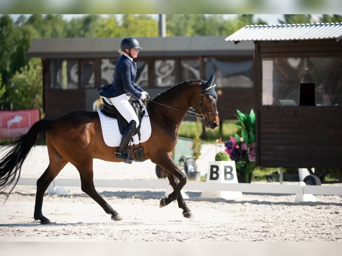 Other Breeds Mare 8 years in Rz&#x119;szyce