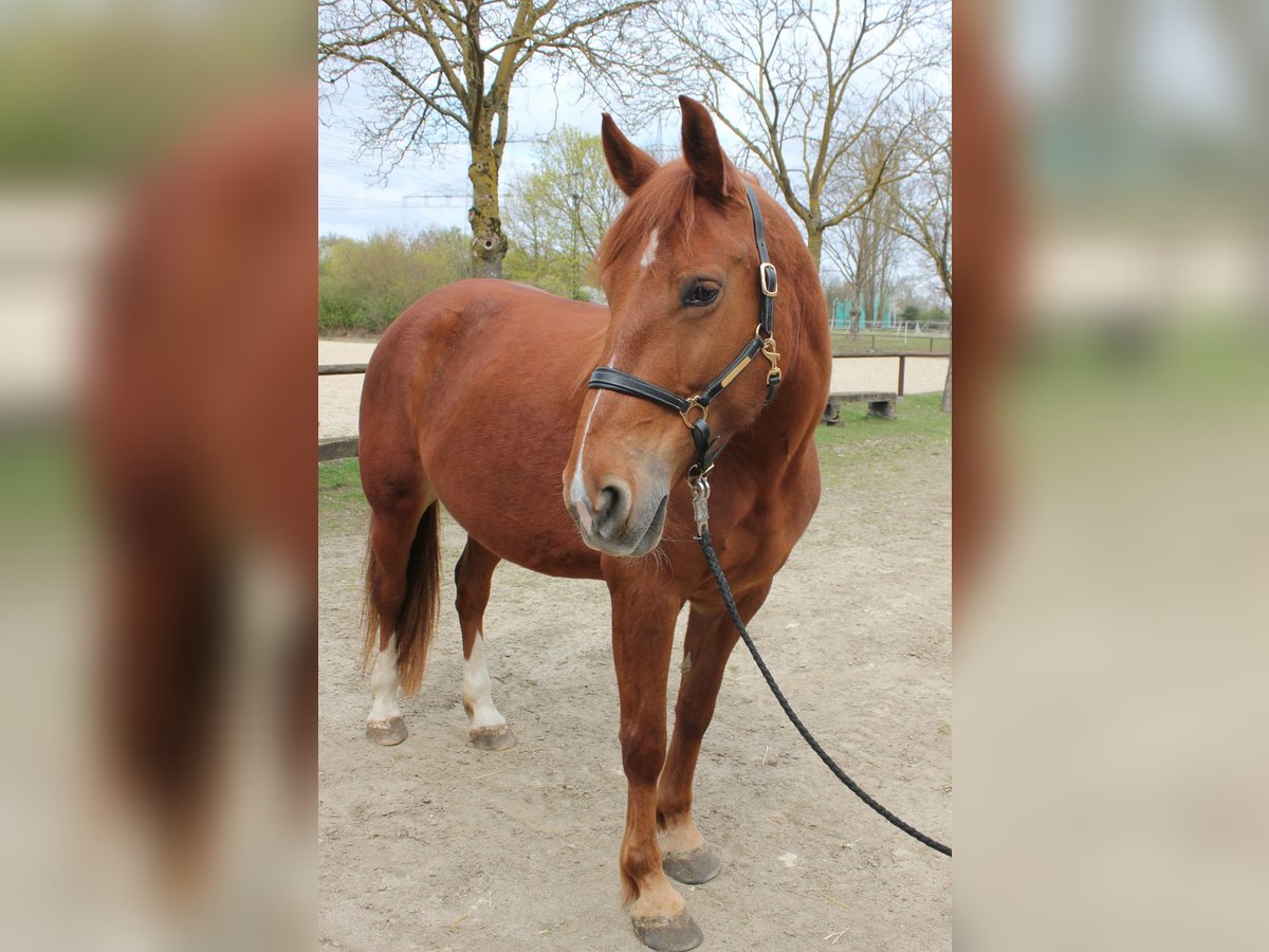 Other Breeds Mare 9 years 14,3 hh Chestnut-Red in Gießen