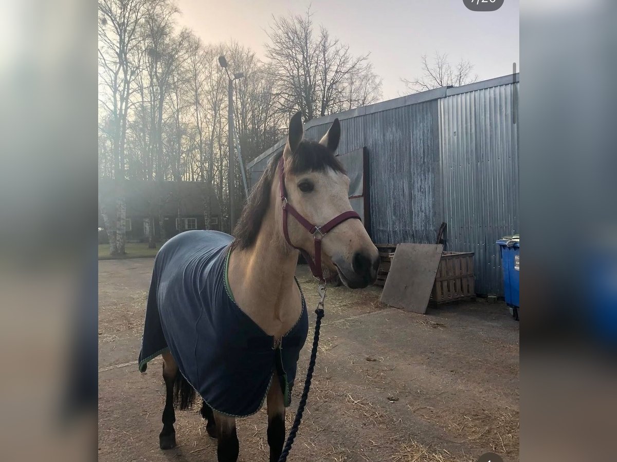 Other Breeds Mix Mare 9 years 14,3 hh Chestnut-Red in Tallinn