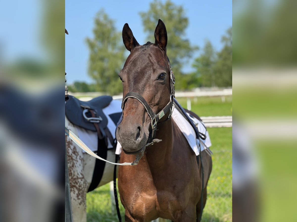 Other Breeds Mare 9 years 14 hh Bay-Dark in R&#xFC;thi