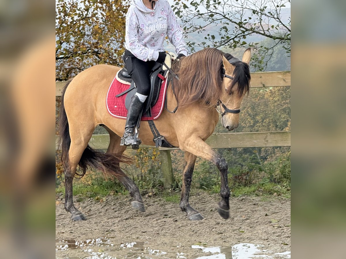 Other Breeds Mare 9 years 14,2 hh Dun in Radevormwald