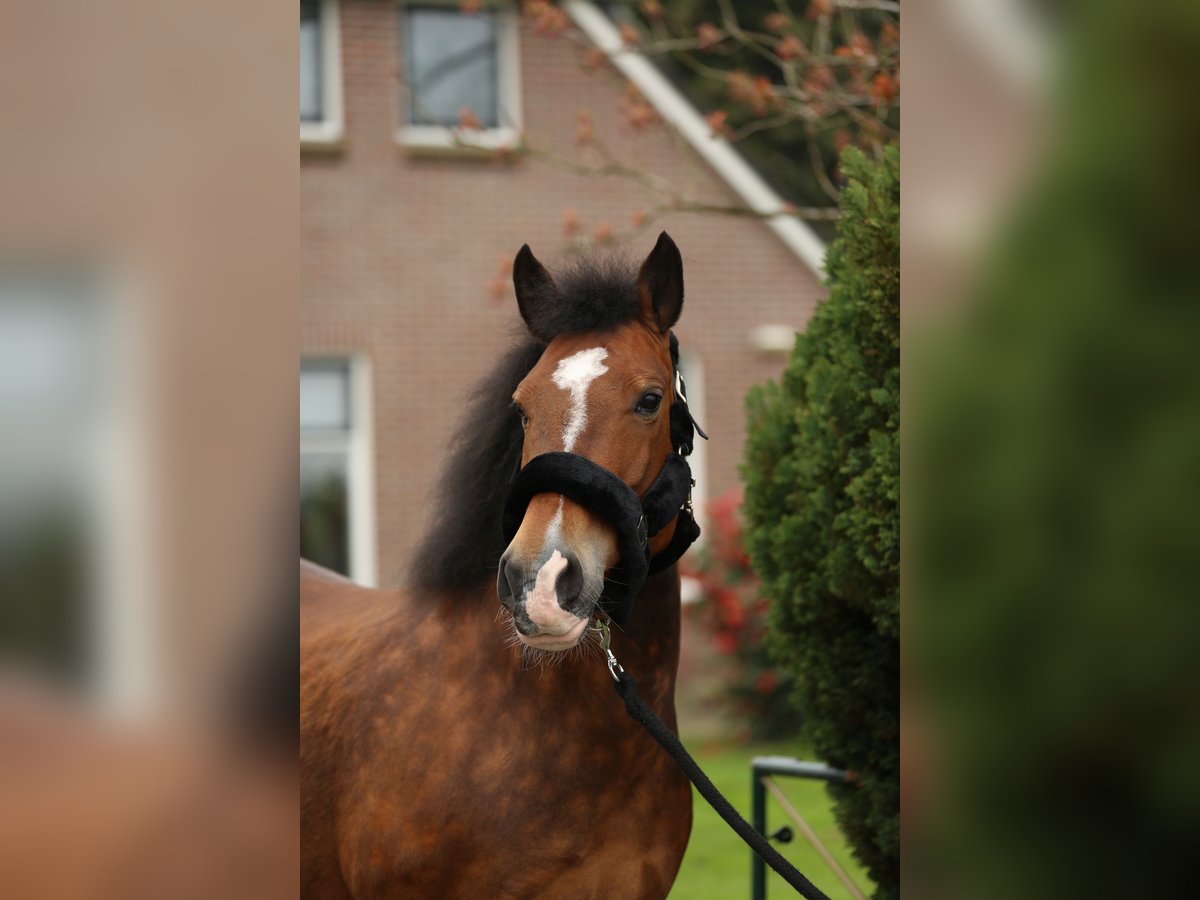 Other Breeds Mare 9 years 15 hh Smoky-Black in Holsloot