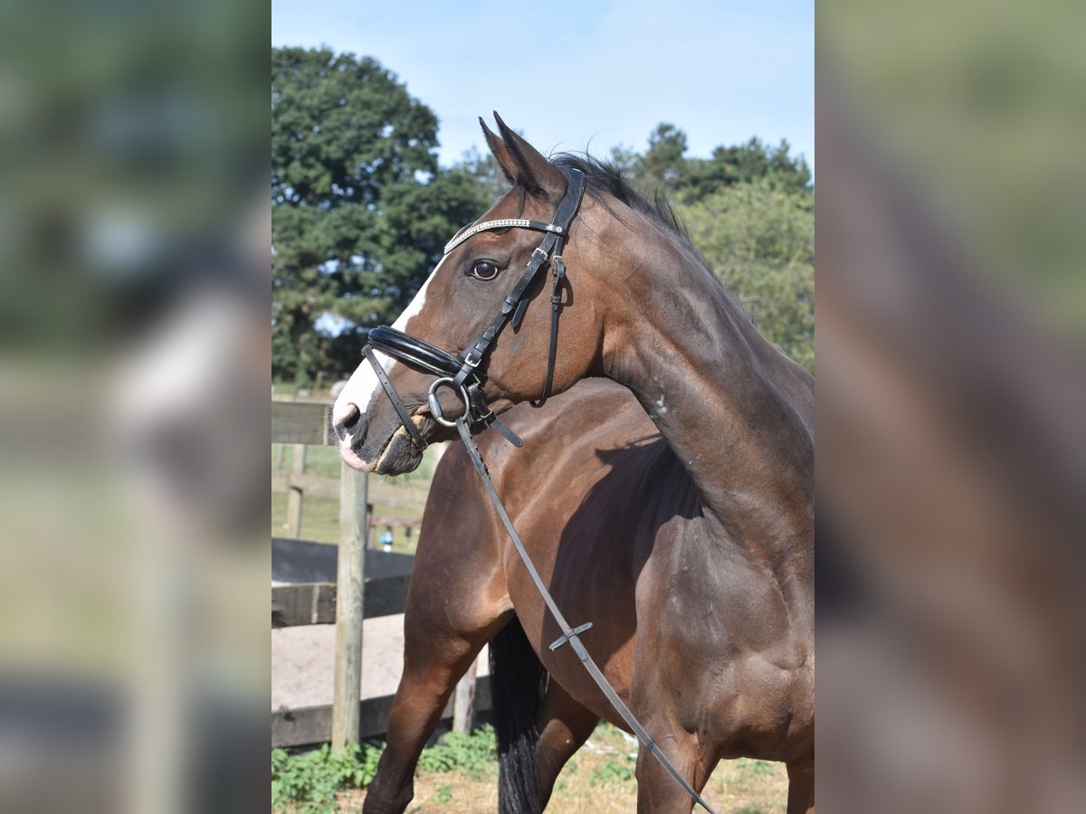Other Breeds Mare 9 years 15,3 hh Bay-Dark in Achtmaal