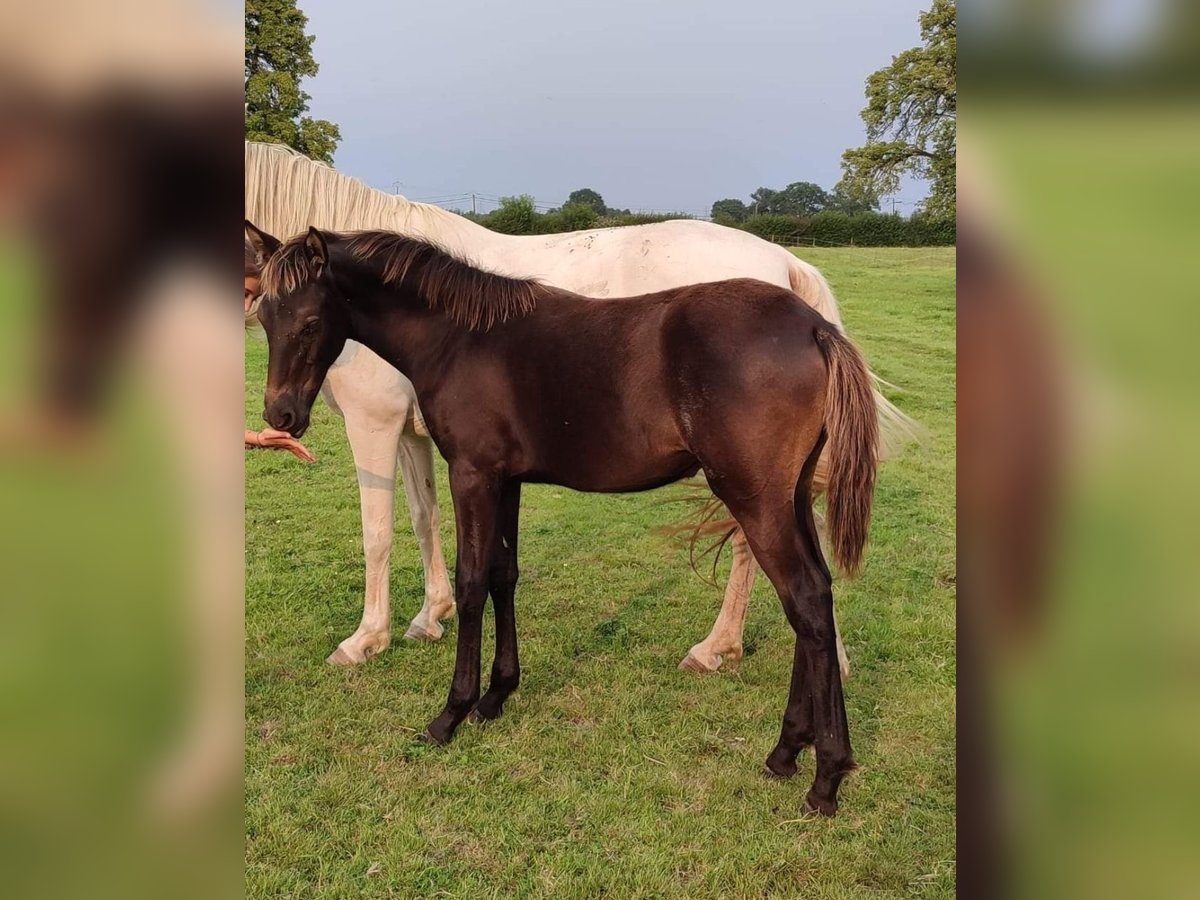 Other Breeds Mare Foal (05/2024) 12,2 hh Black in FORMENTIN