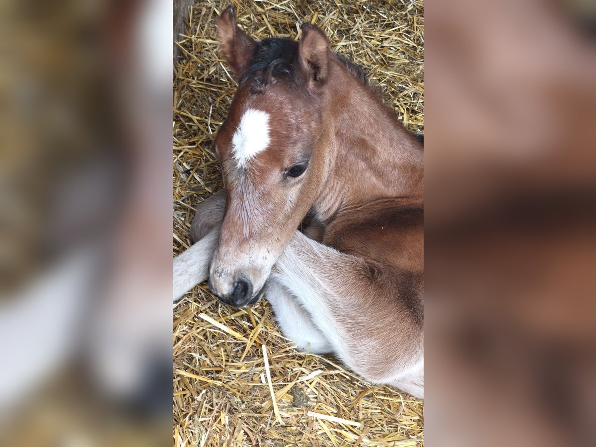 Other Breeds Mix Mare Foal (05/2025) 12,1 hh Brown in Ruse