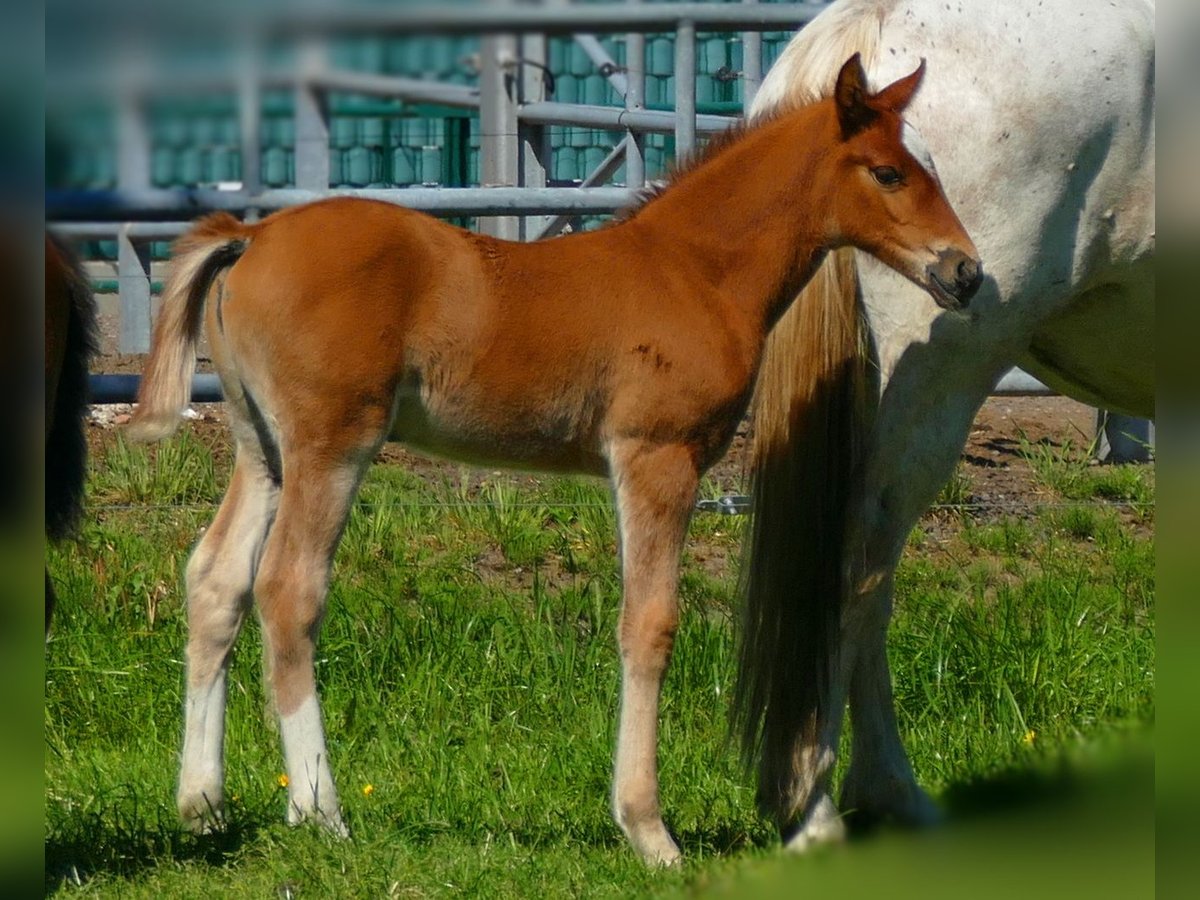 Other Breeds Mare  14,2 hh Chestnut-Red in Lathen