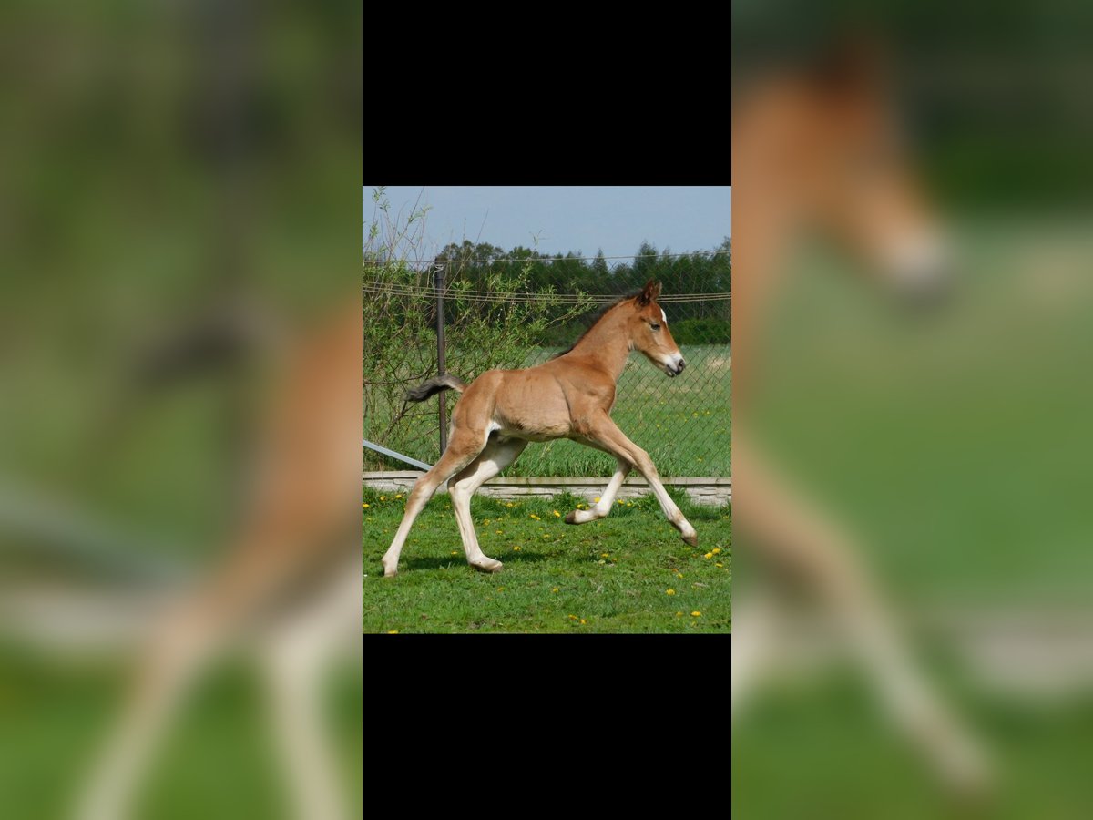 Other Breeds Mare Foal (04/2024) 15,2 hh Brown in Baranów