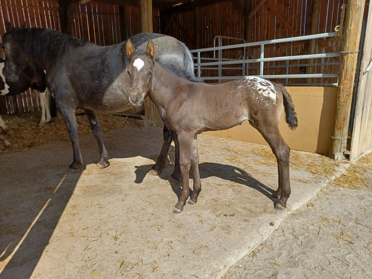 Other Breeds Mare  15,2 hh in Rottenburg an der Laaber