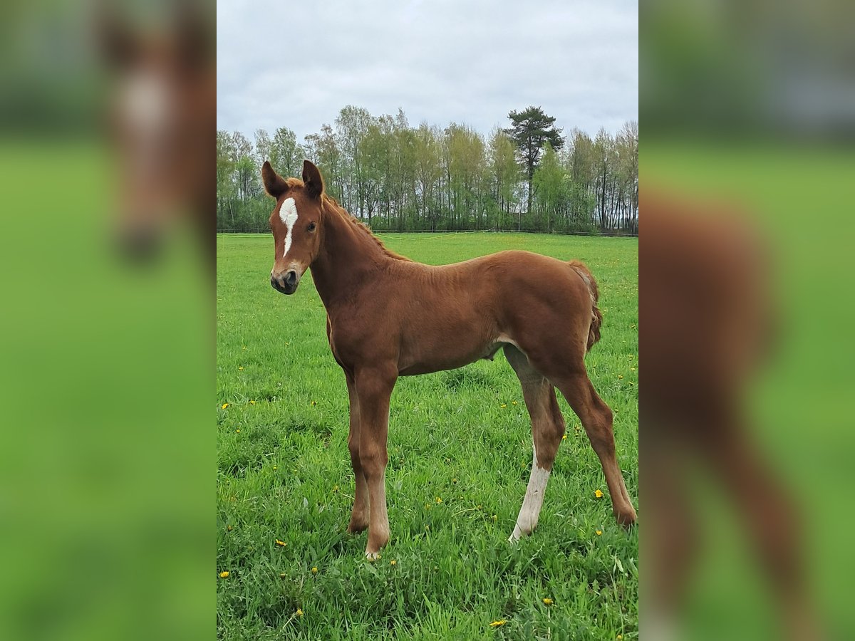 Other Breeds Mare  17 hh Chestnut-Red in Joutseno
