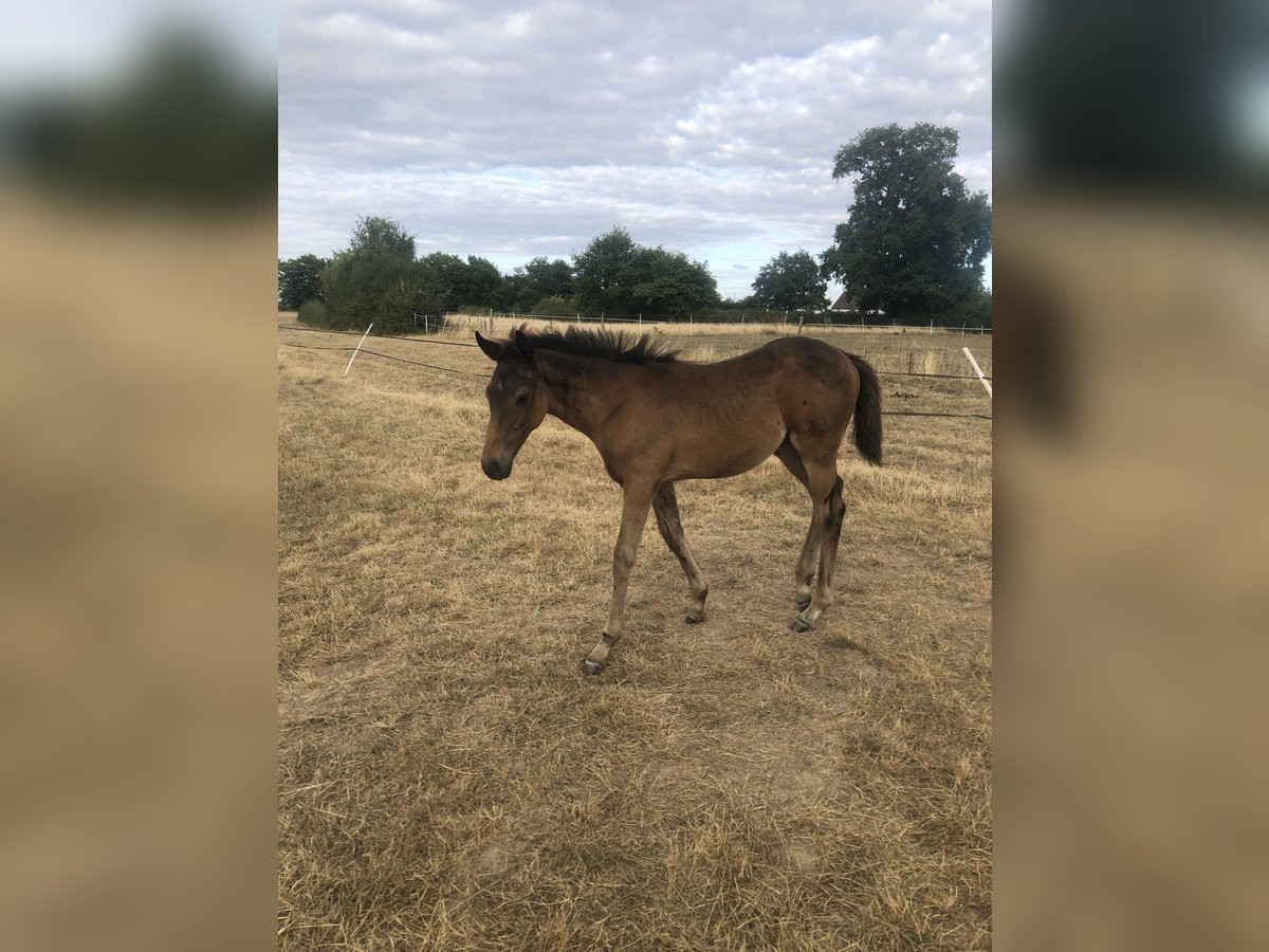 Other Breeds Mare Foal (04/2025) Brown in Charrin