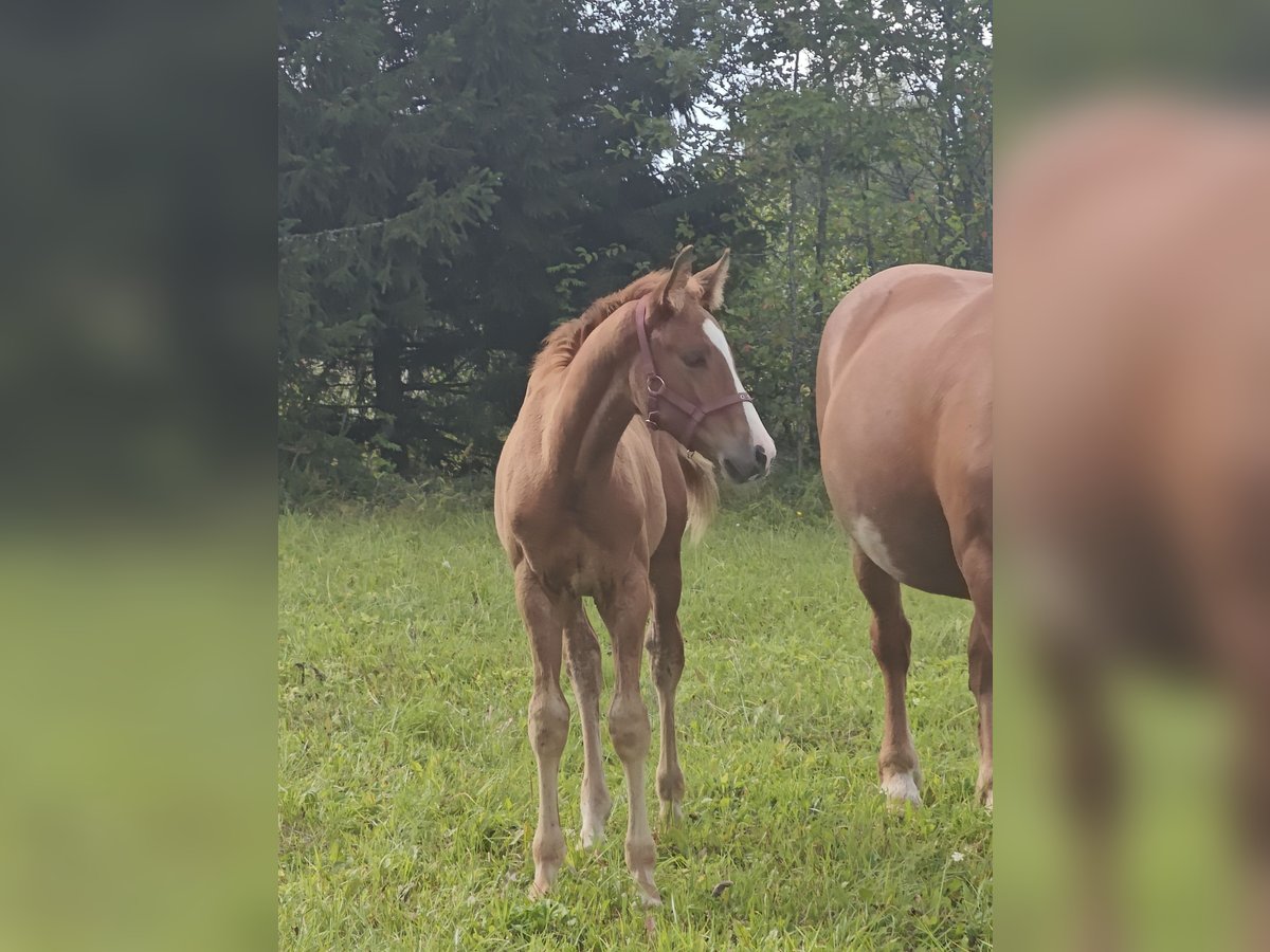 Other Breeds Mix Mare Foal (05/2024) Brown-Light in Eras