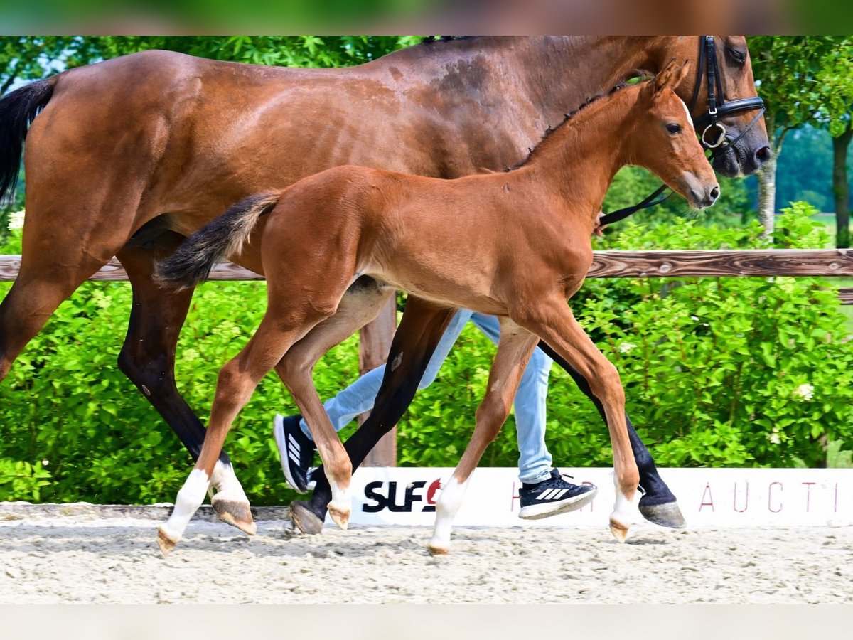 Other Breeds Mare  Brown in Bladel