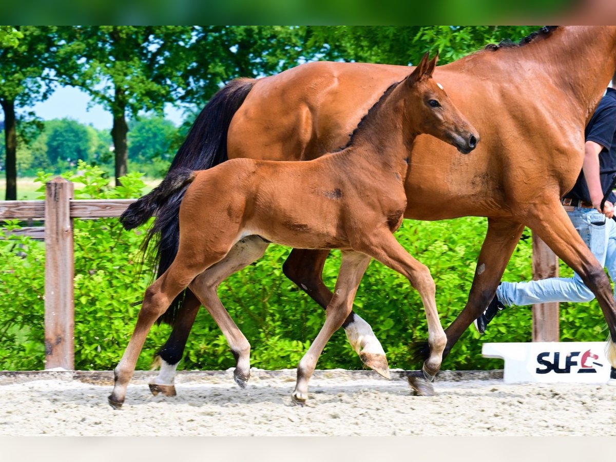 Other Breeds Mare  Brown in Bladel