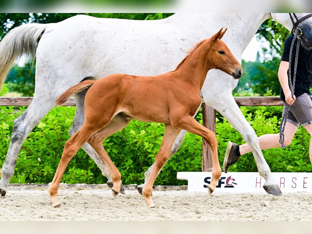 Other Breeds Mare  Chestnut-Red in Bladel