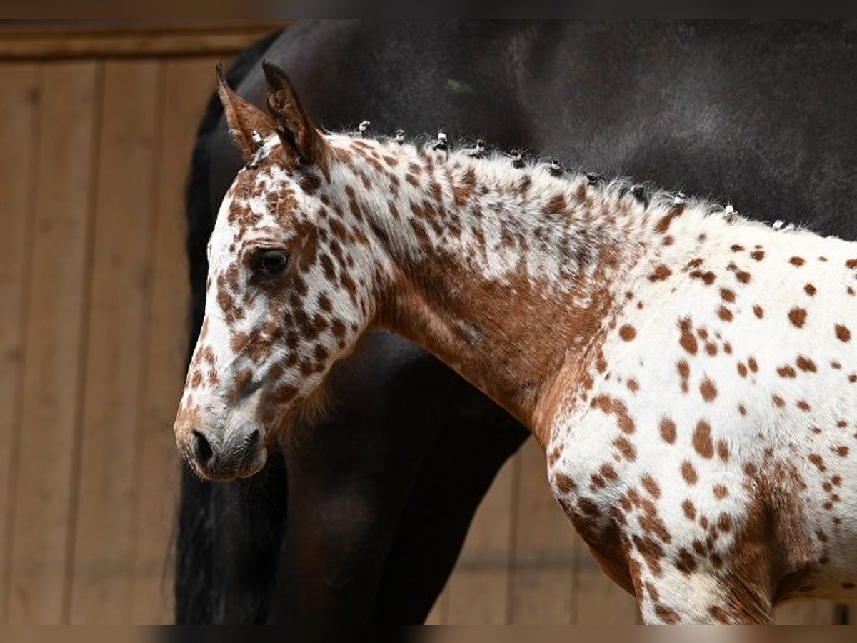 Other Breeds Mare Foal (05/2025) Leopard-Piebald in Reichenwalde