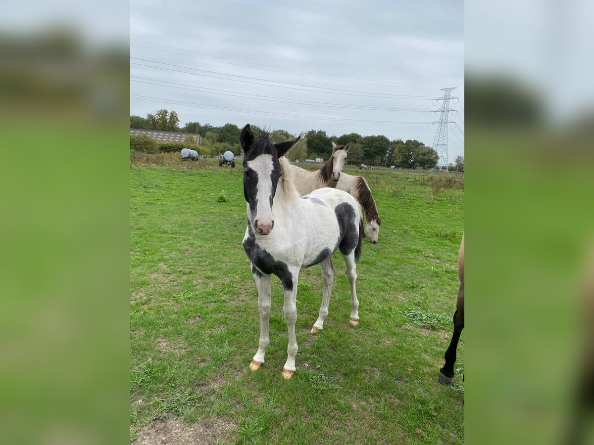 Other Breeds Mare Foal (01/2025) Pinto in Berendrecht