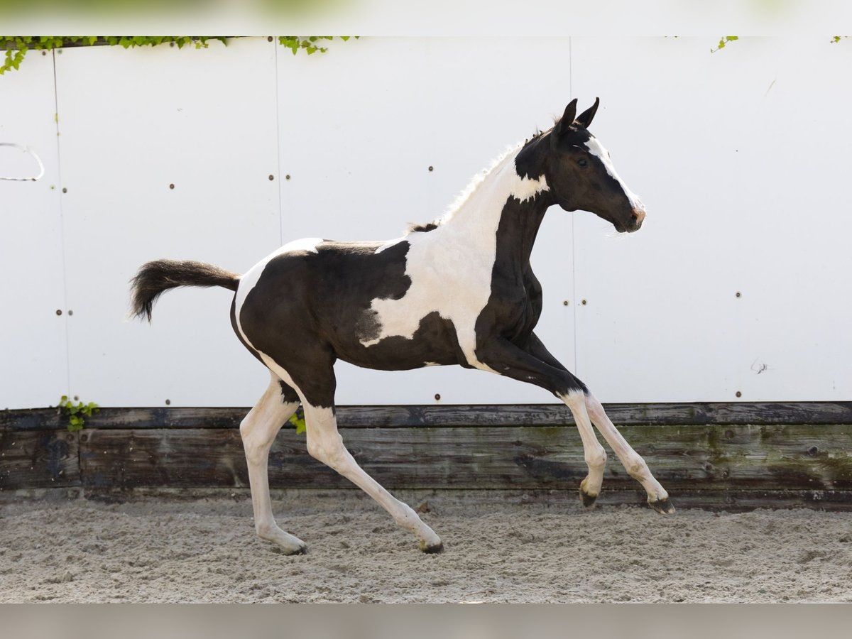 Other Breeds Mare  Pinto in Waddinxveen