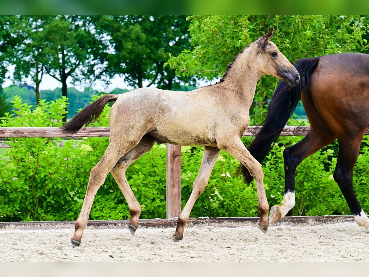 Other Breeds Mare  in Bladel