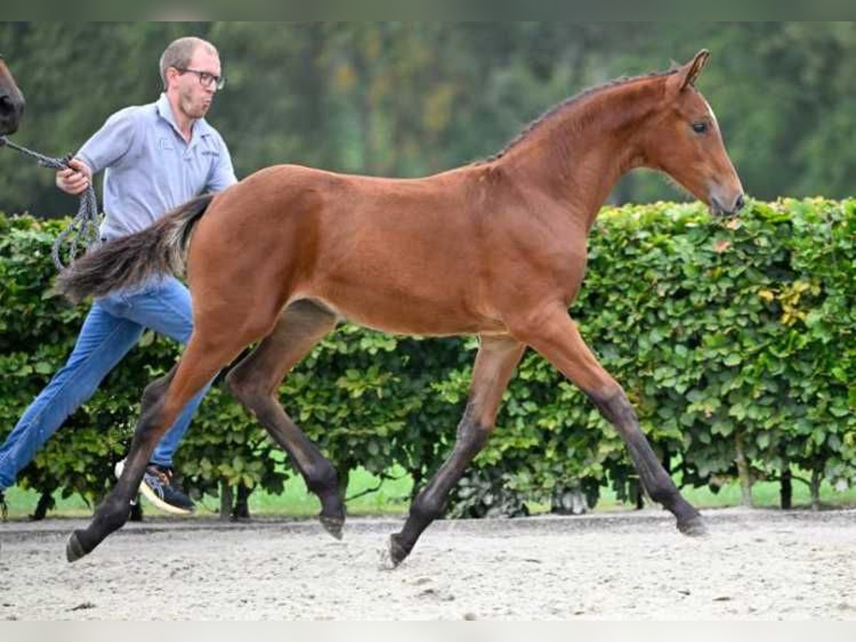 Other Breeds Mare Foal (05/2024) in Zele