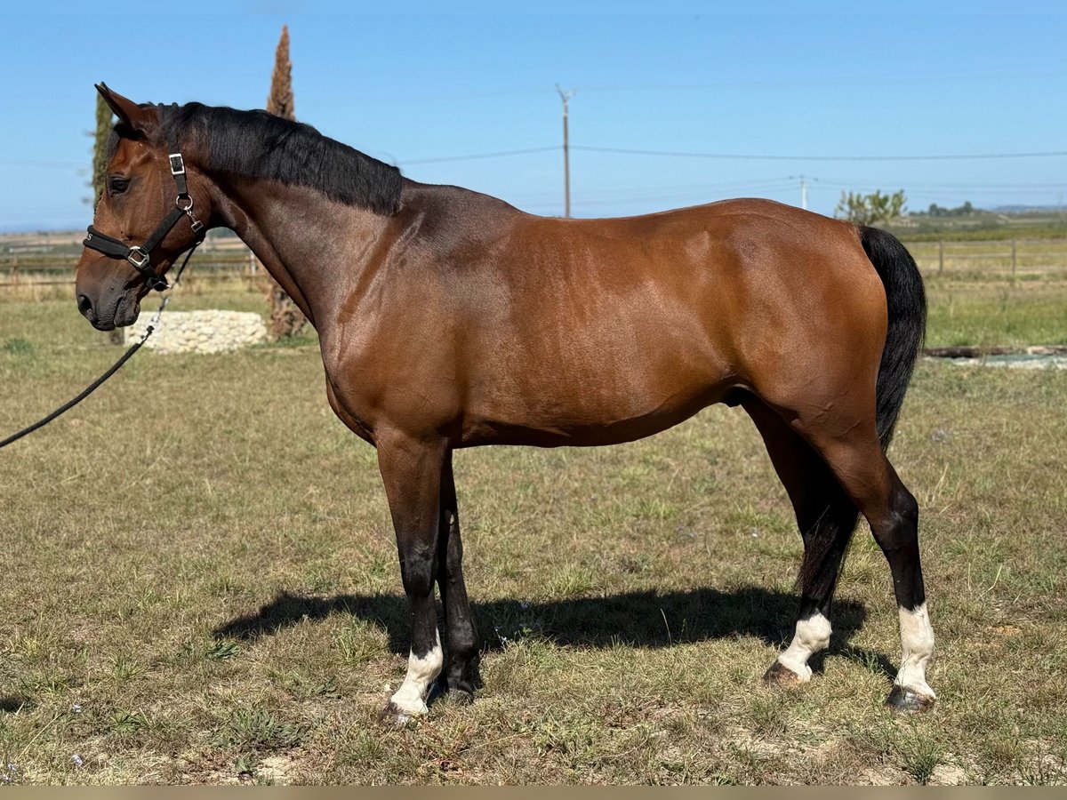 Other Breeds Stallion 10 years 16 hh Brown in GROTE-BROGEL