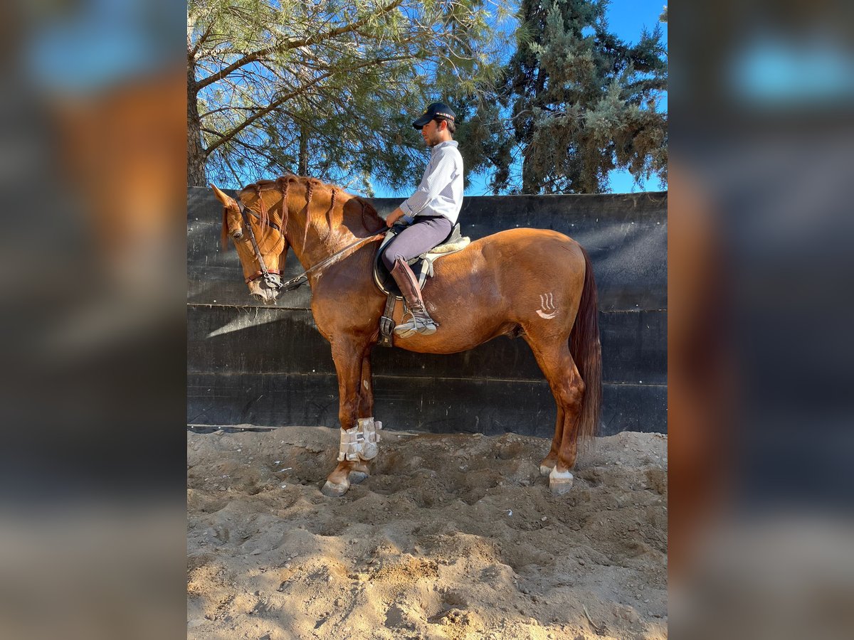 Other Breeds Mix Stallion 15 years 16,2 hh Chestnut in Madrid