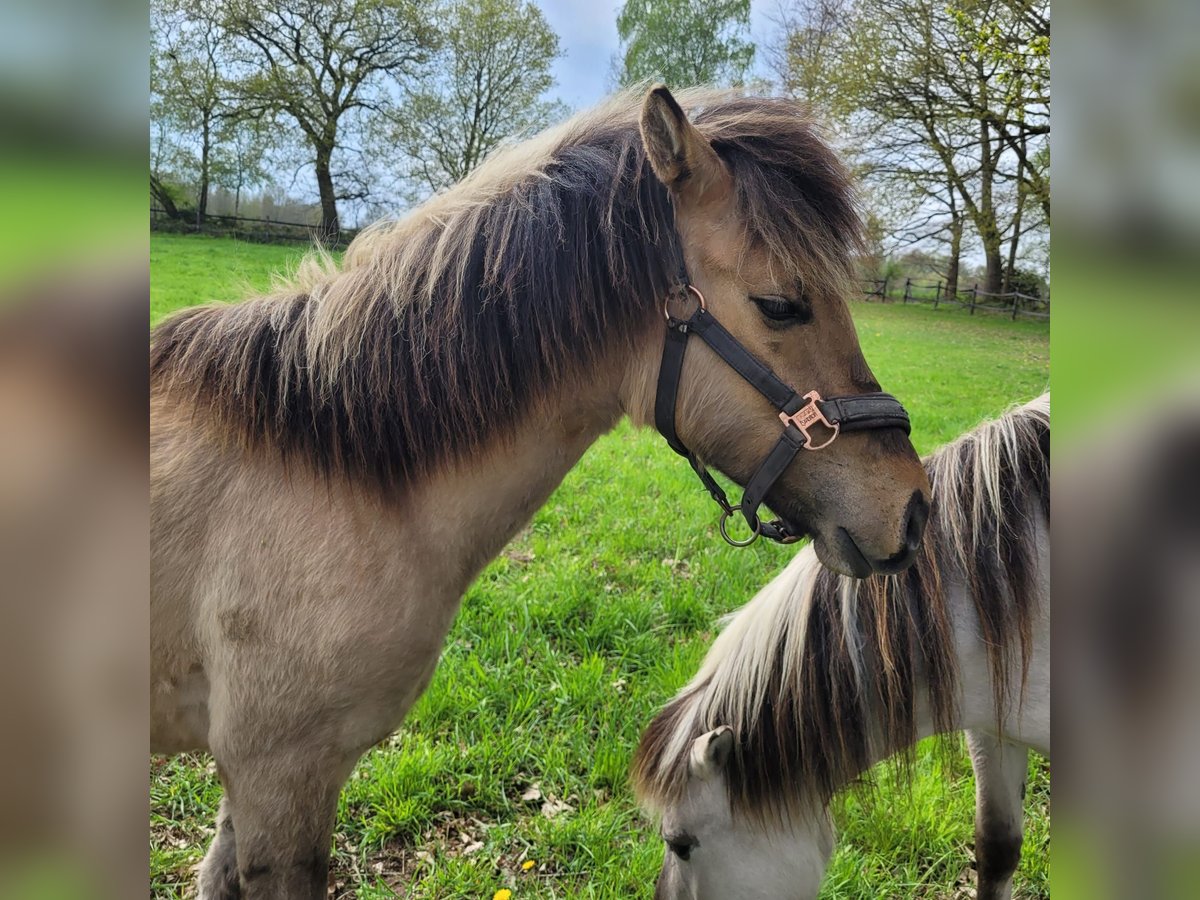 Other Breeds Stallion 1 year 14,2 hh Dun in Klein Pampau