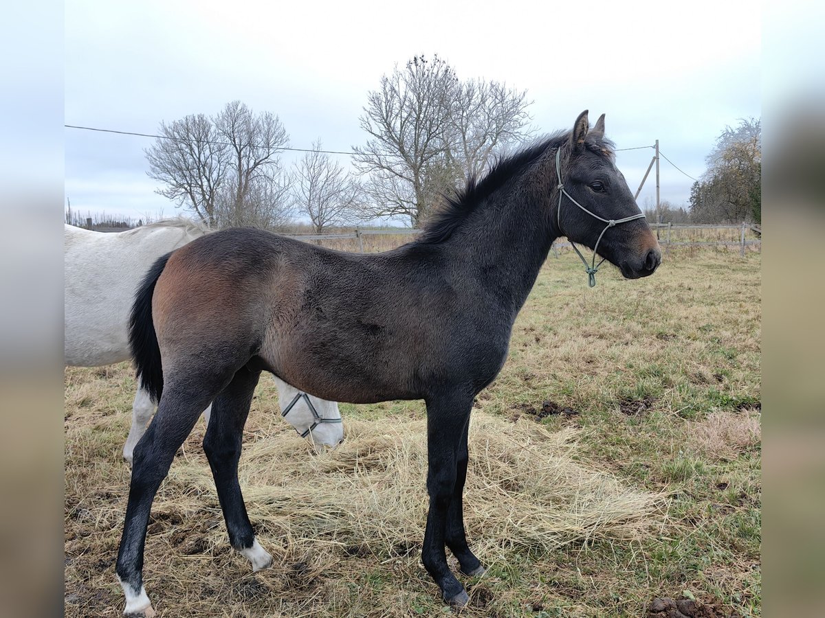 Other Breeds Stallion 1 year 15,2 hh in Hatu