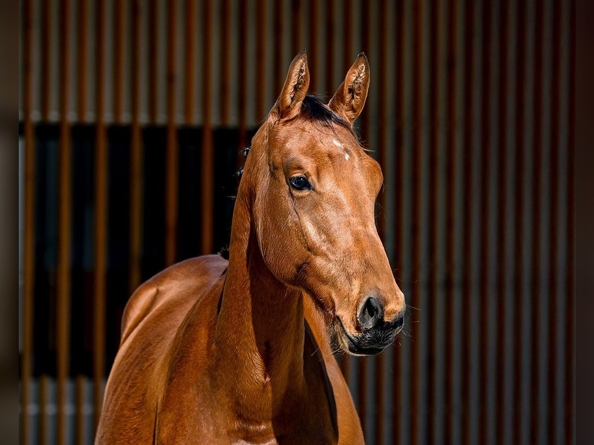 Other Breeds Stallion 1 year 15 hh Brown in Moalde (San Mamede)