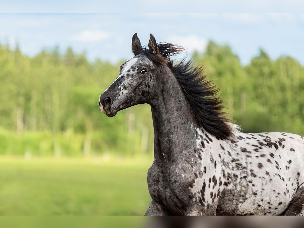 Other Breeds Mix Stallion 1 year 16 hh Leopard-Piebald in Aug&#x161;daugavas novads