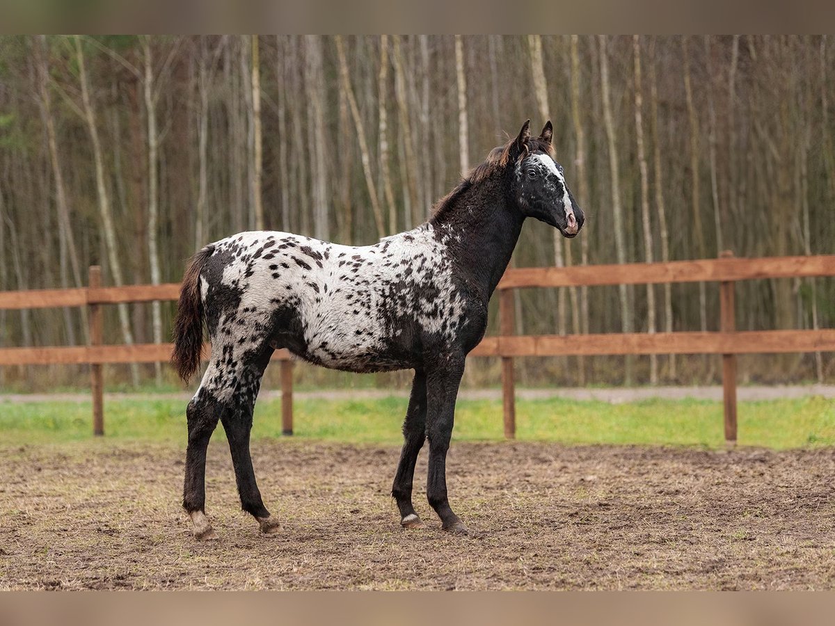 Other Breeds Mix Stallion 1 year 16 hh Leopard-Piebald in Augšdaugavas novads