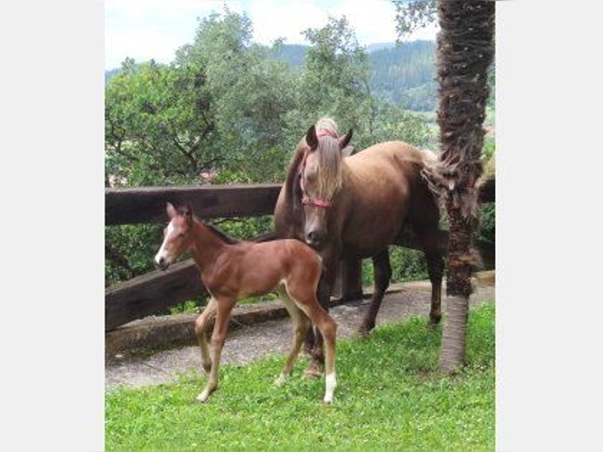 Other Breeds Mix Stallion 1 year Bay-Dark in Zaldibar