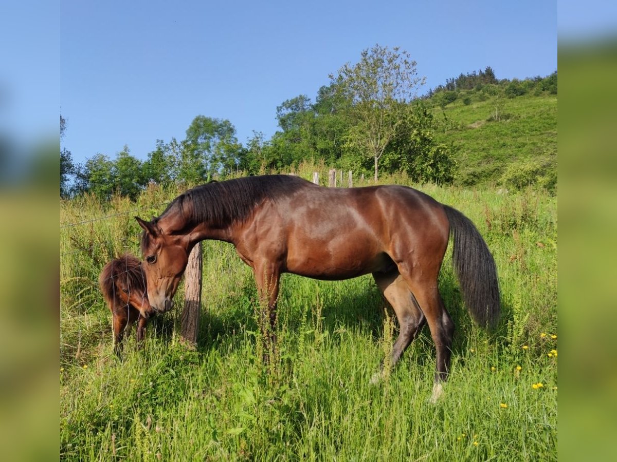 Other Breeds Mix Stallion 1 year Bay-Dark in Zaldibar