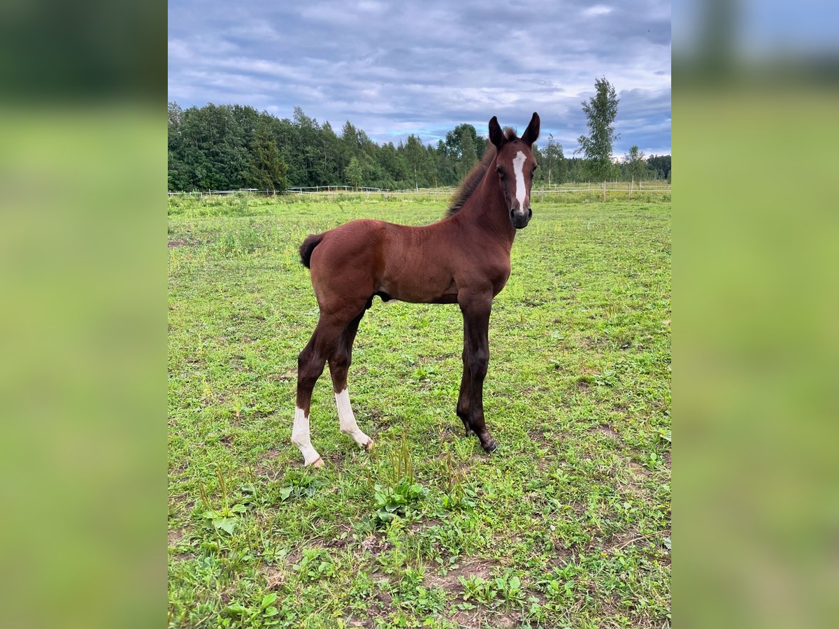 Other Breeds Stallion 1 year Gray in Kalmaru