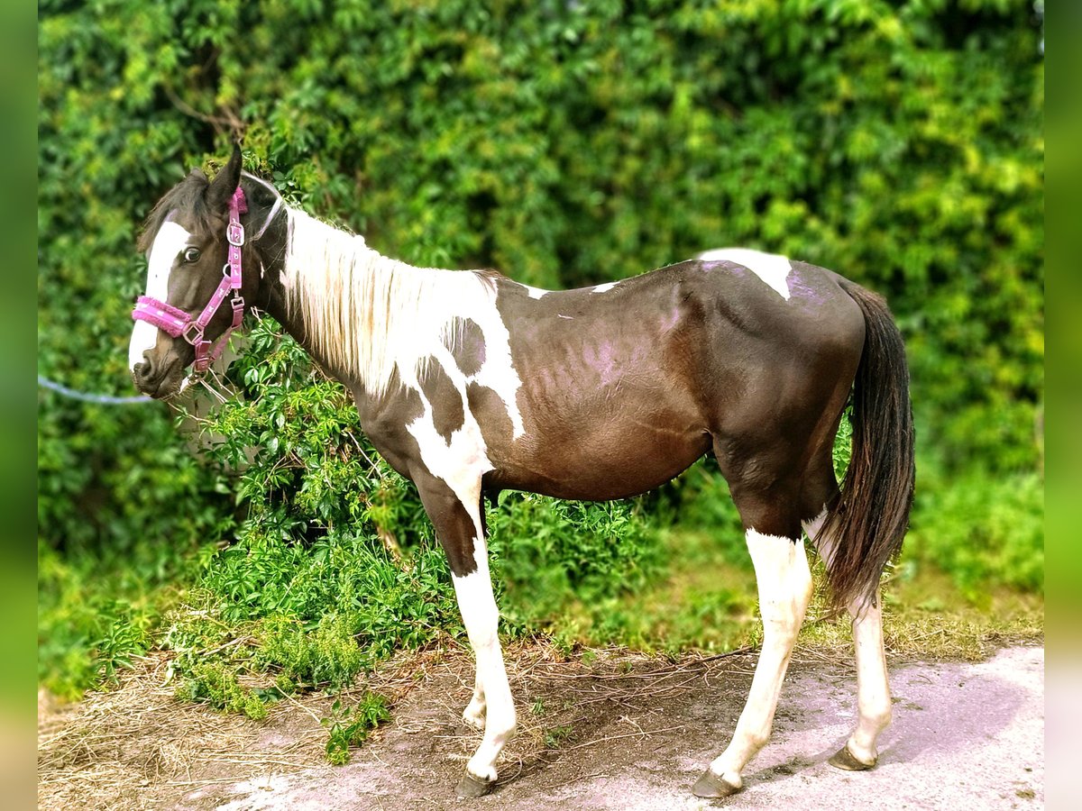 Other Breeds Stallion 1 year Pinto in Wysokie Mazowieckie