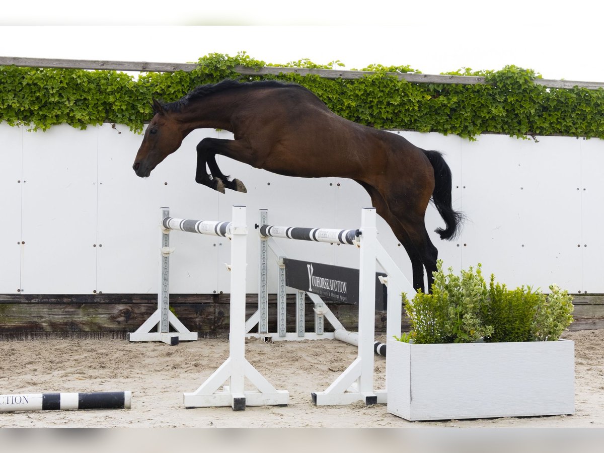 Other Breeds Stallion 21 years 16 hh Brown in Waddinxveen