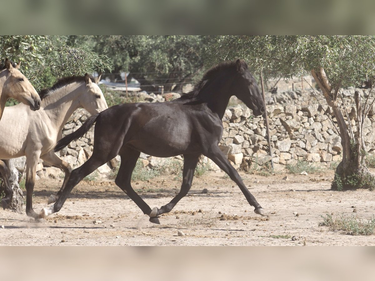 Other Breeds Stallion 2 years 15 hh Black in NAVAS DEL MADRONO