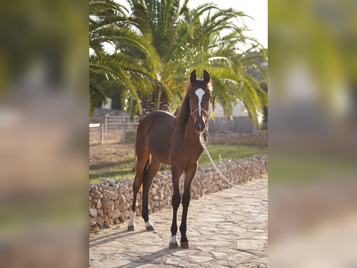 Other Breeds Stallion 2 years 15,1 hh Bay-Dark in Heitersheim Other Breeds Stallion 2 years 15,1 hh Bay-Dark in Heitersheim