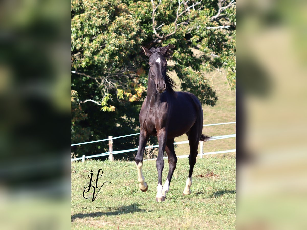 Other Breeds Stallion 2 years Black in Marly-sous-Issy