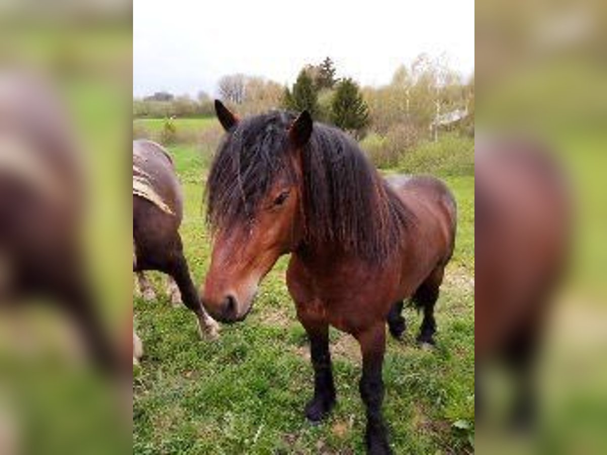 Other Breeds Stallion 3 years 14,2 hh Brown in Kirchberg im Wald