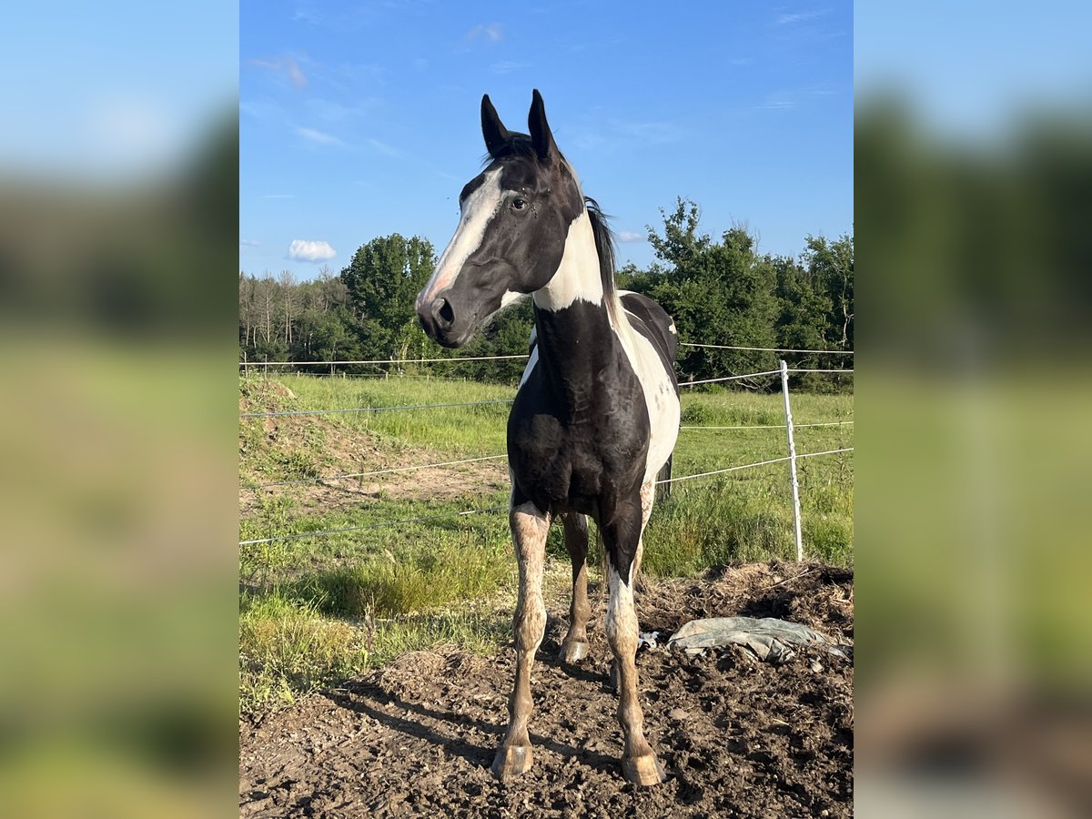 Other Breeds Stallion 3 years 16,1 hh Tobiano-all-colors in La Roche-Chalais