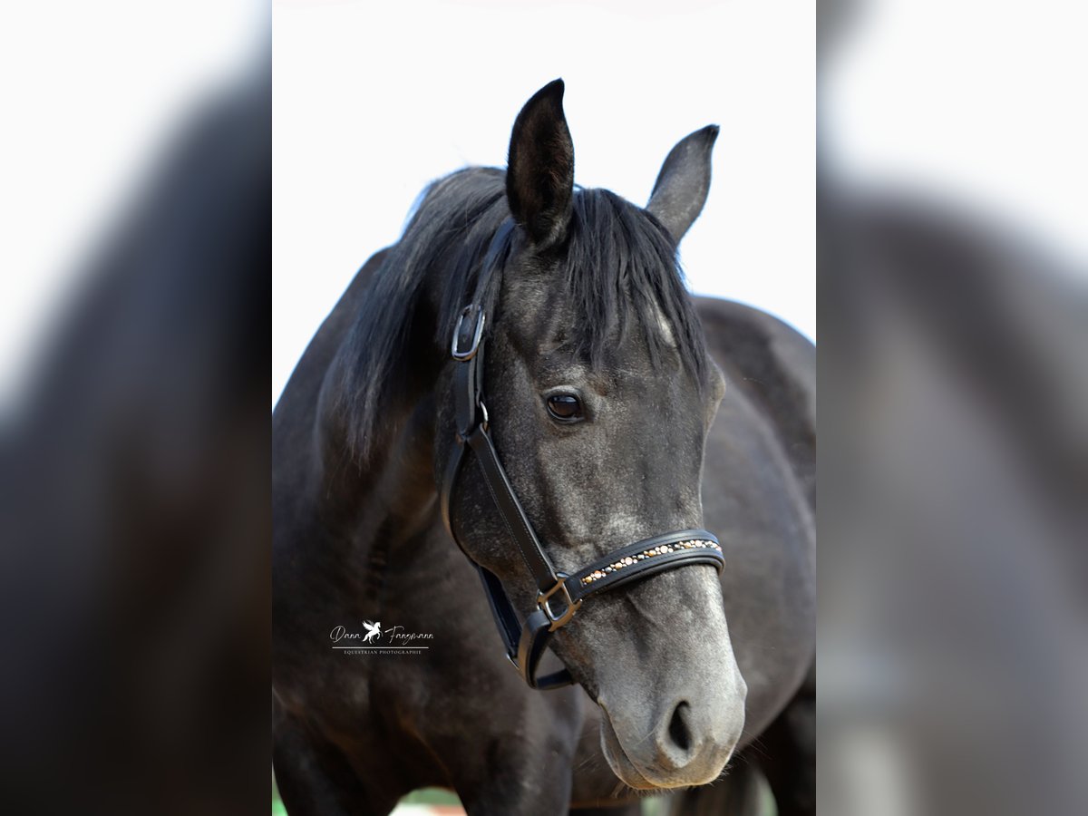 Other Breeds Mix Stallion 4 years 14,2 hh Gray-Dark-Tan in Versmold