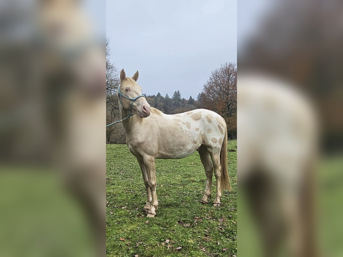 Other Breeds Stallion 4 years 15,1 hh Perlino in Compreignac