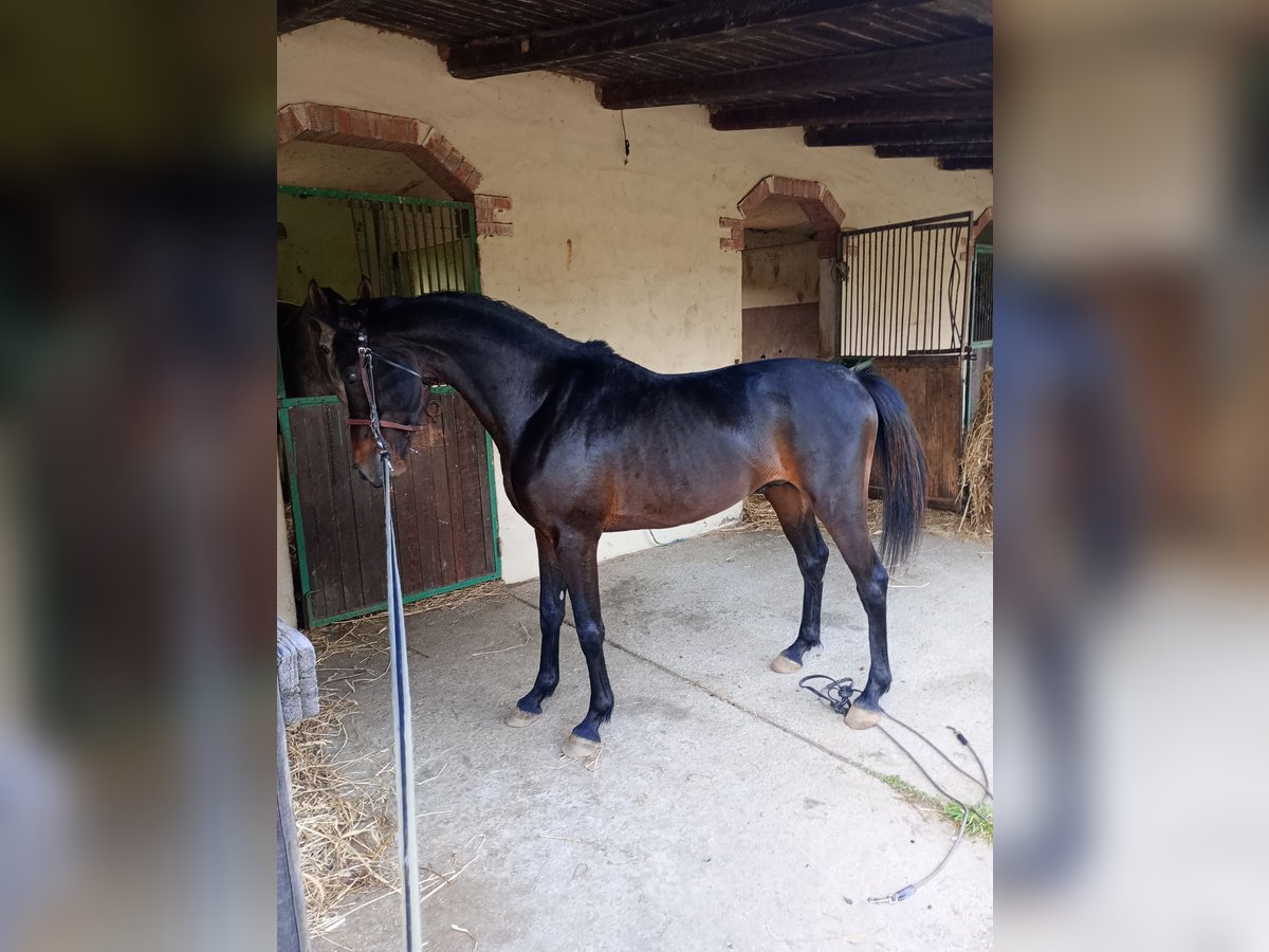 Other Breeds Stallion 5 years 14,1 hh Brown in Gonnesa