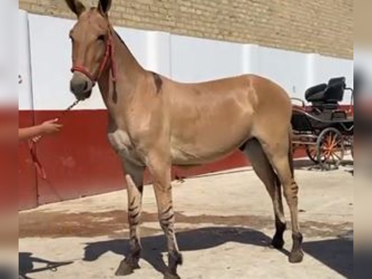 Other Breeds Mix Stallion 5 years 15 hh Overo-all-colors in Sevilla