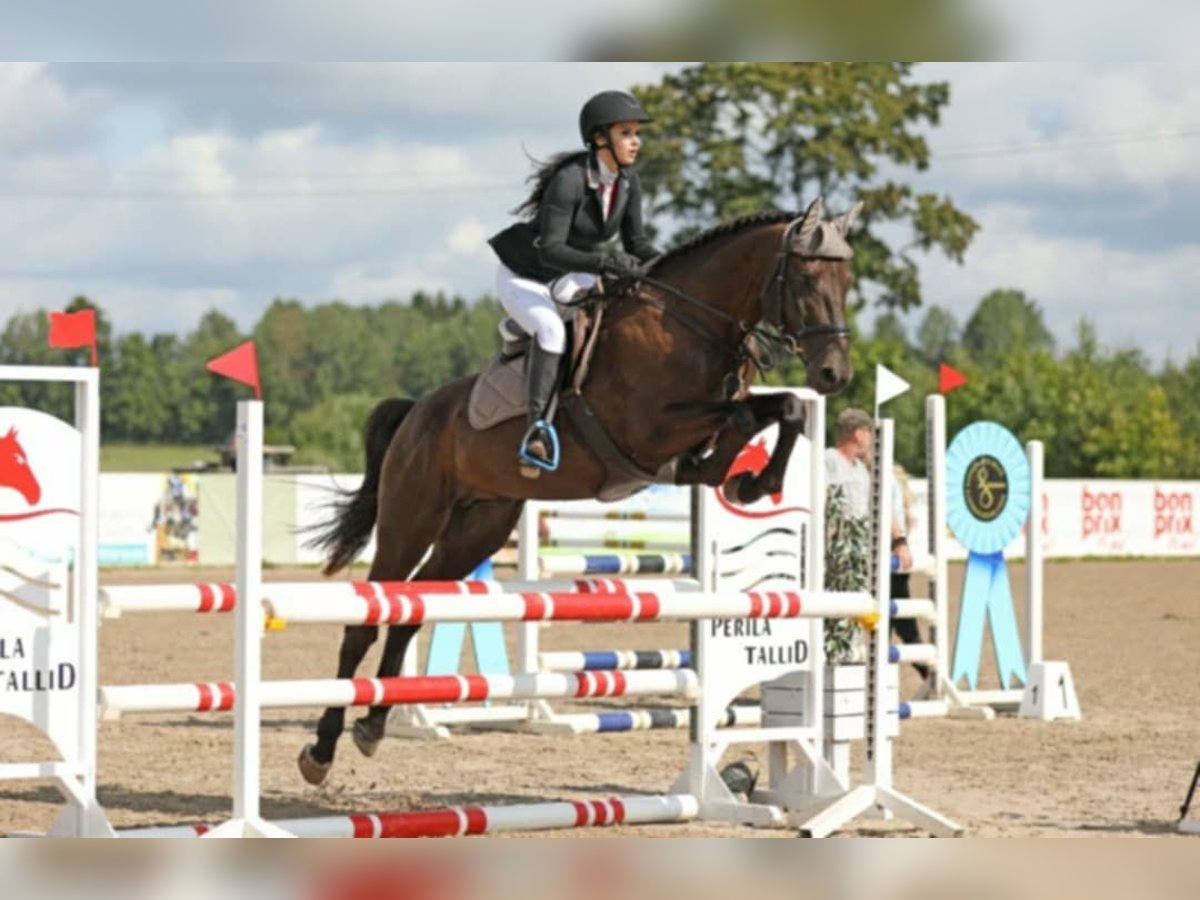 Other Breeds Stallion 5 years 16,1 hh in Tartu